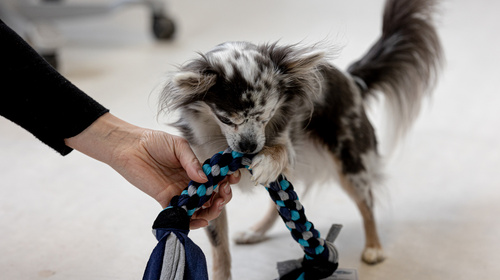 Ein schwarzweiss gefleckter Hund spielt mit einem Spieltau