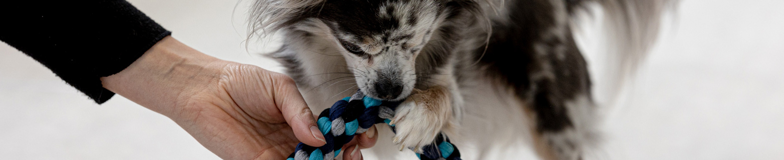 Ein schwarzweiss gefleckter Hund spielt mit einem Spieltau