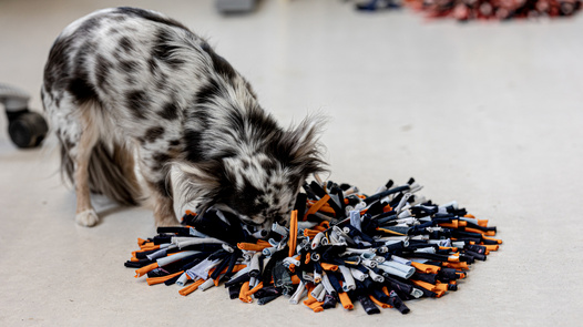 Ein schwarzweiss gefleckter Hund spielt mit einem Schnüffelteppich