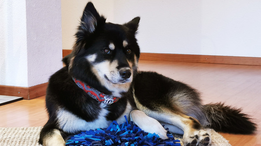 Ein grosser Hund spielt mit einem blauen Schnüffelteppich