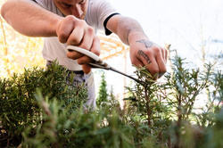 Küche Azzurro Kräuter schneiden