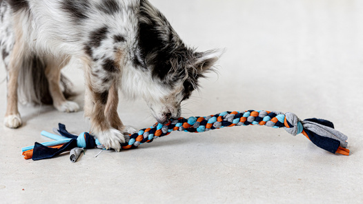 Ein schwarzweiss gefleckter Hund spielt mit einem Spieltau